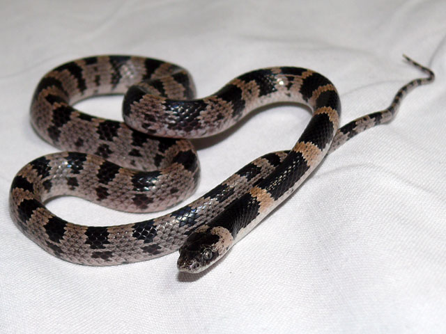 「シロマダラヘビ」とはどんな蛇？千葉県で小学生が発見したとの事ですが。