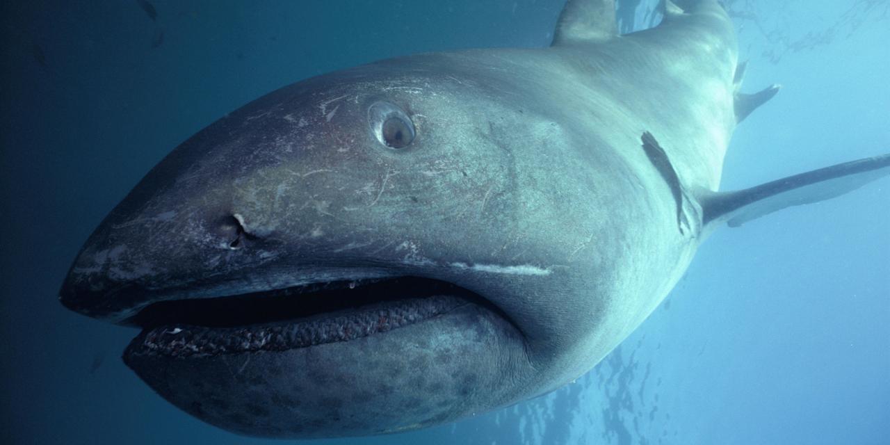 Megamouth shark