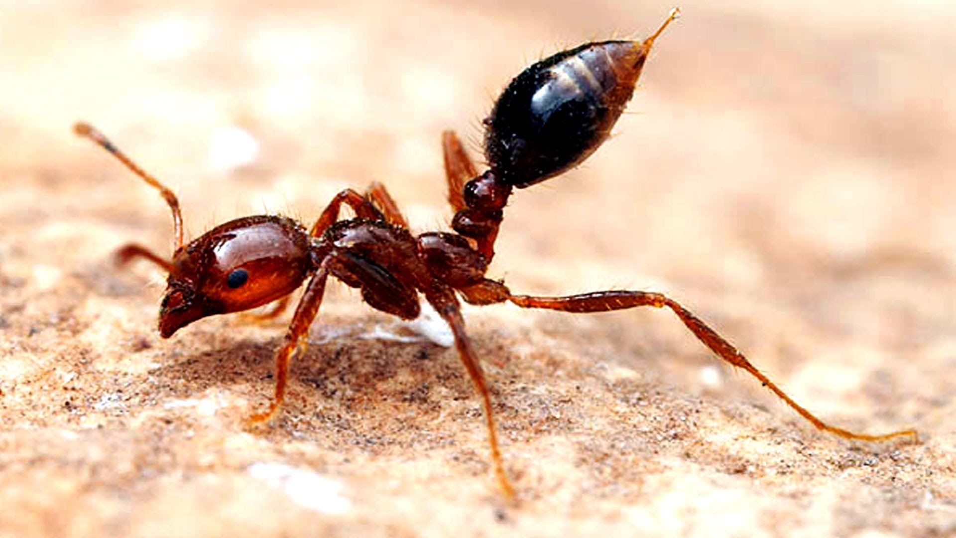 ヒアリ とはどんな生物 漢字で 火蟻 と記述する 強力な毒をもつ蟻 アリ の一種との事 Topic Yaoyolog