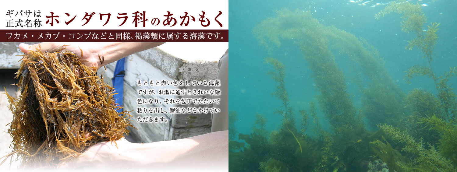 「アカモク（赤藻屑）」とはどのような海藻？厄介な海藻としてゴミ扱いする地域もあるとの事。