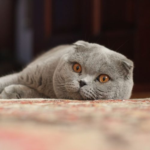 Scottish_Fold