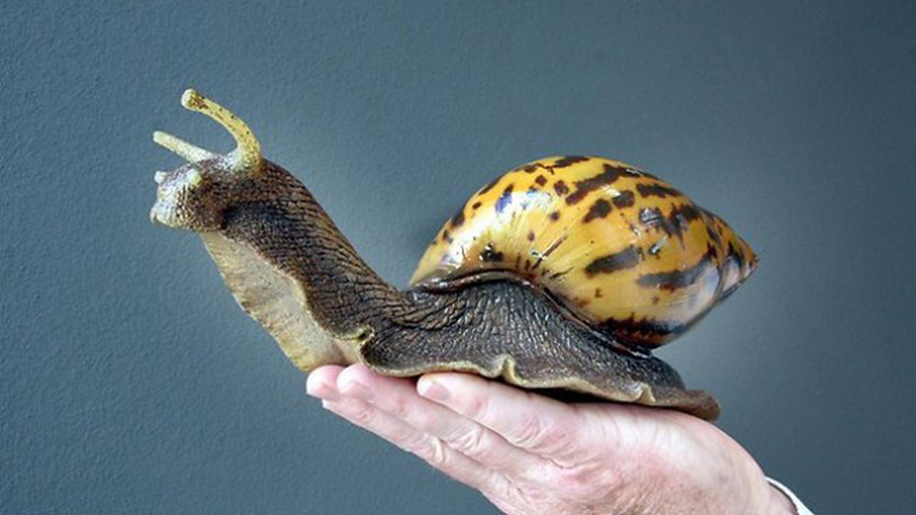 East African Land Snail