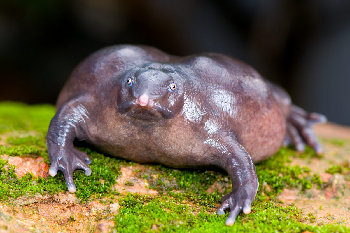 indian-purple-frog