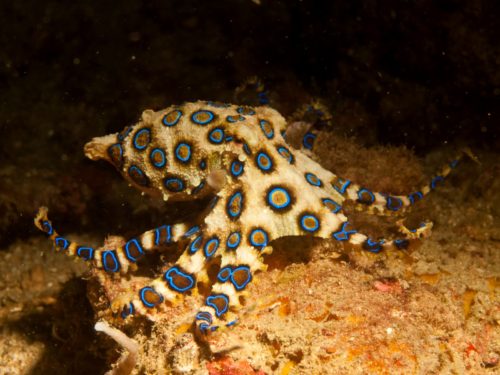 Blue-Ring-Octopus