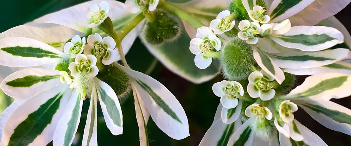 Euphorbia_marginata