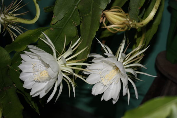 Epiphyllum-oxypetalum