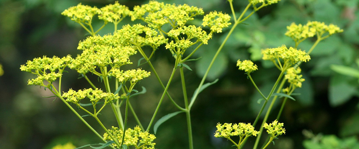 「オミナエシ」とはどんな花？漢字で「女郎花」と記述するとの事。