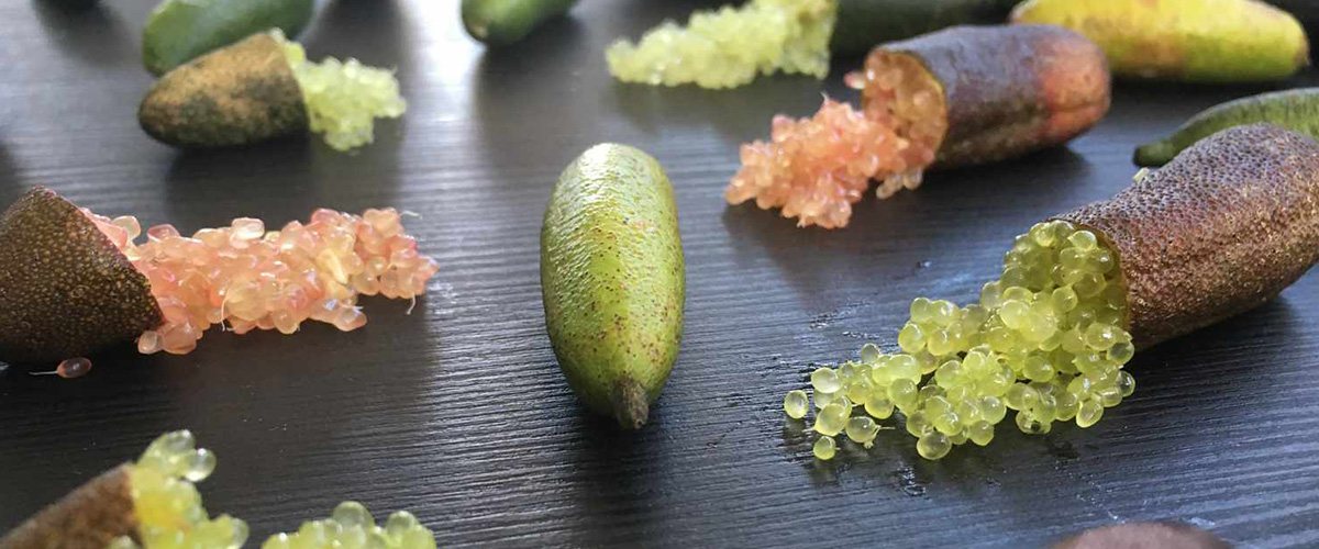 「キャビアライム」とはどういうもの？「Finger lime（フィンガーライム）」と呼ばれるフルーツになるとの事。