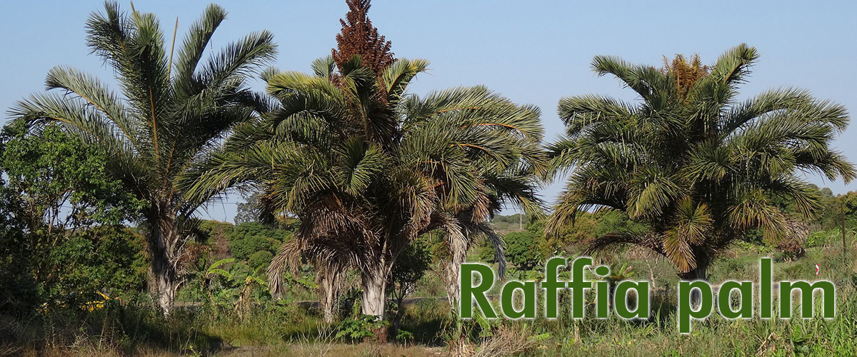 Raffia-palm