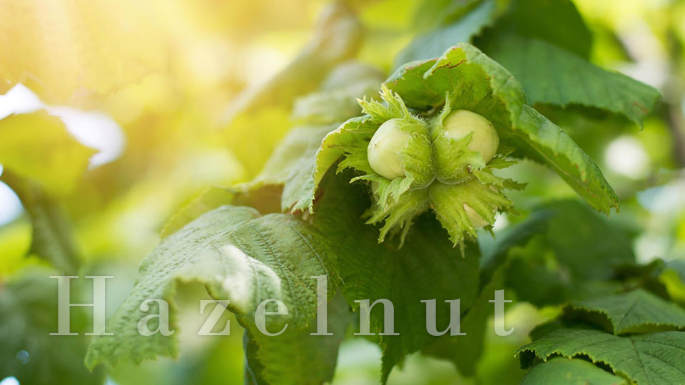 ヘーゼルナッツ とはどういう意味 英語で Hazelnut と記述するとの事 Topic Yaoyolog