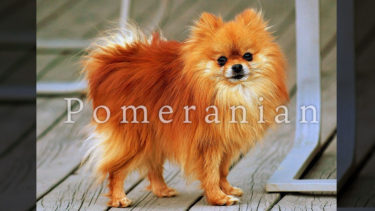 「ポメラニアン」とはどういう意味？アルファベットで「Pomeranian」と記述するとの事。