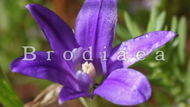 「ブローディア」とはどういう意味？アルファベットで「Brodiaea」と記述するとの事。