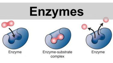 「エンザイム」とはどういう意味？英語で「enzyme」と記述するとの事。