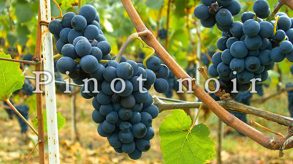 ピノ ノワール とはどういう意味 フランス語で Pinot Noir と記述するとの事 Topic Yaoyolog ピノ ノワール とはどういう意味 フランス語で Pinot Noir と記述するとの事 Topic Yaoyolog