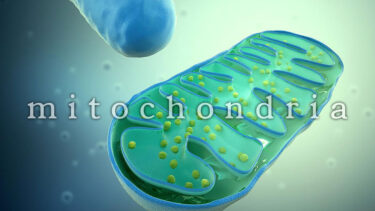 「ミトコンドリア」とはどういう意味？アルファベットで「mitochondria」と記述するとの事。