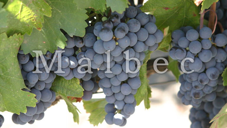 Malbec