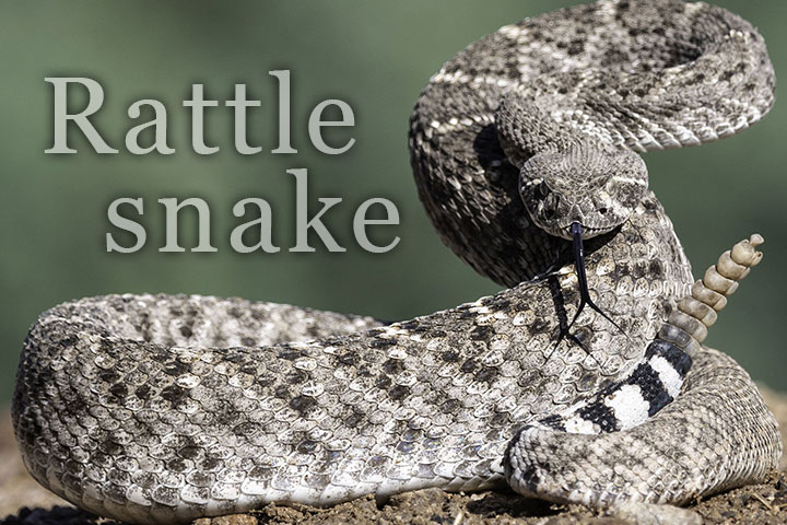 Rattlesnake