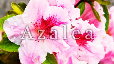 「アゼリア」とはどういう意味？アルファベットで「azalea」と記述するとの事。