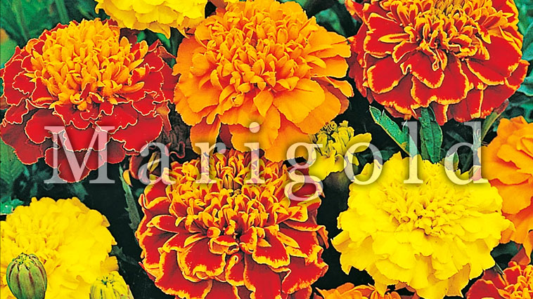 Marigold