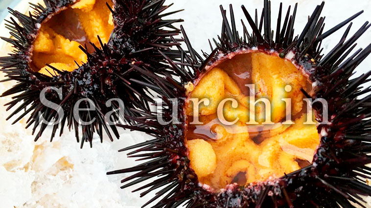 Sea urchin