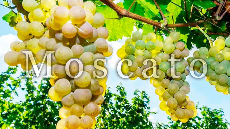 moscato