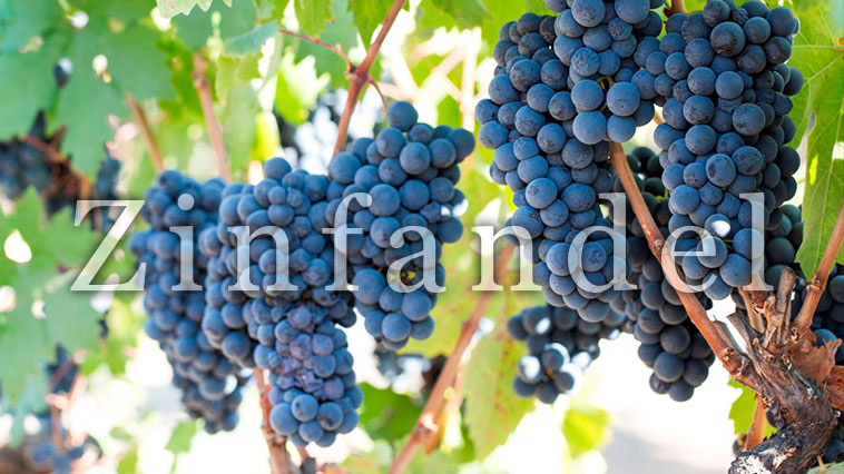 zinfandel