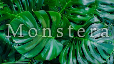 Monstera